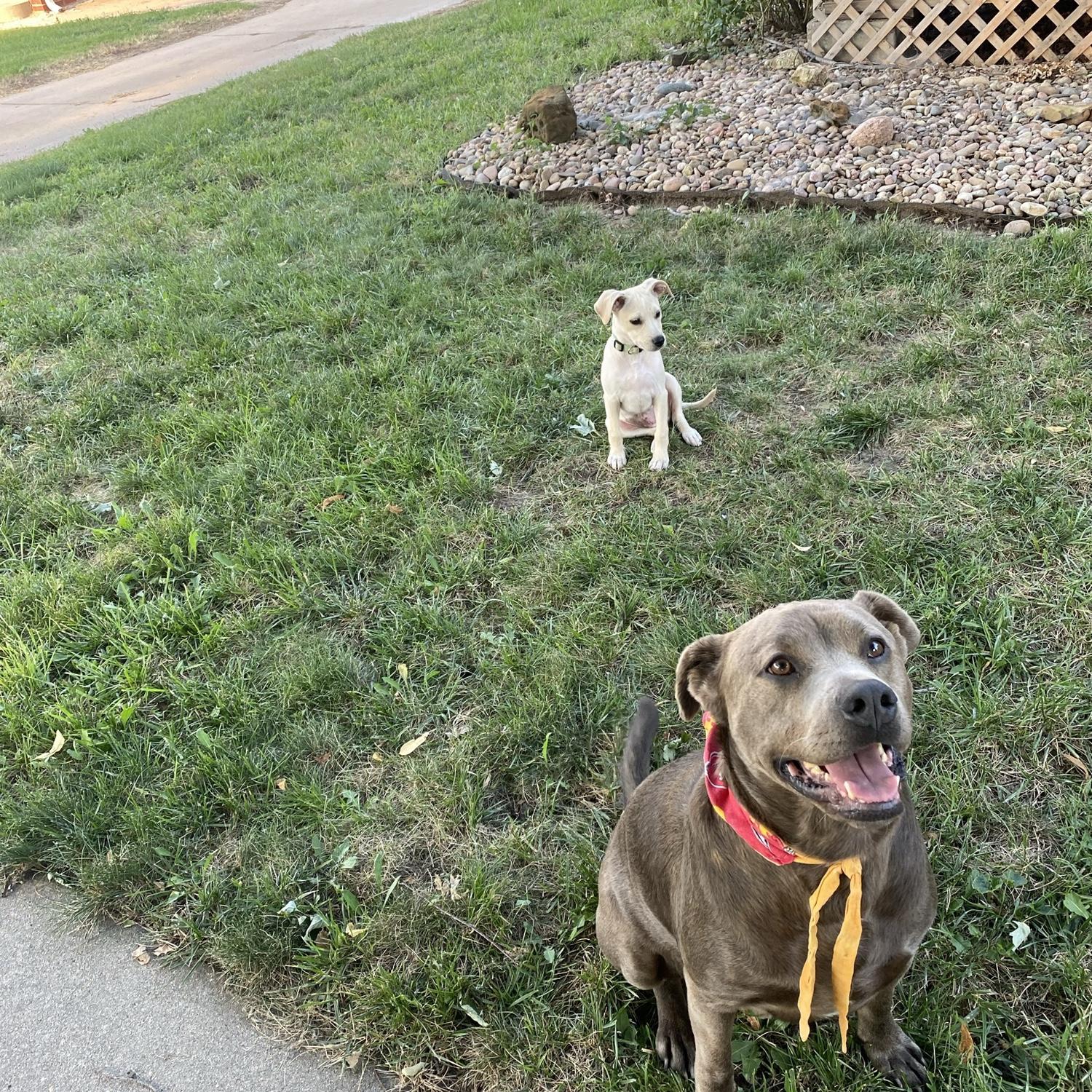 The day we brought Penny girl home. 🥹