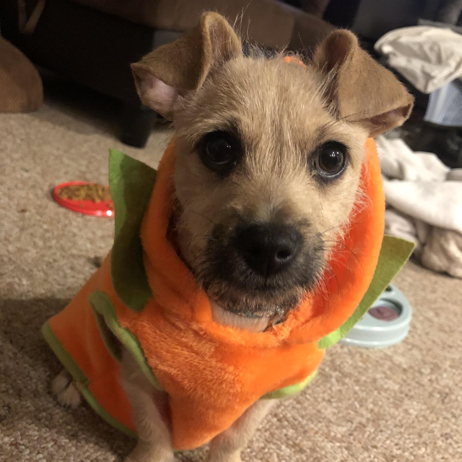 Our lil pumpkin, Juno!