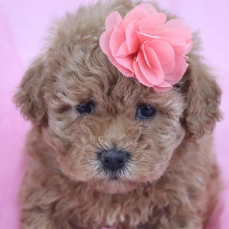 Muffin!! <3