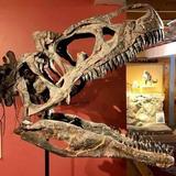 Morrison Natural History Museum