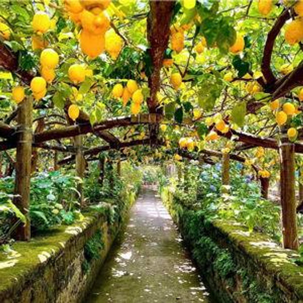 Lemon Grove Tour in Sorrento