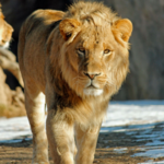 The Tulsa Zoo