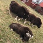 The Musk Ox Farm