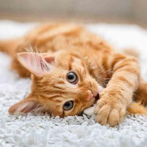 Cat Fund