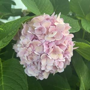 Flowers for our future house