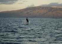 Pacific Whale Foundation