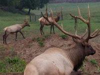 Gaylord's City Elk Park