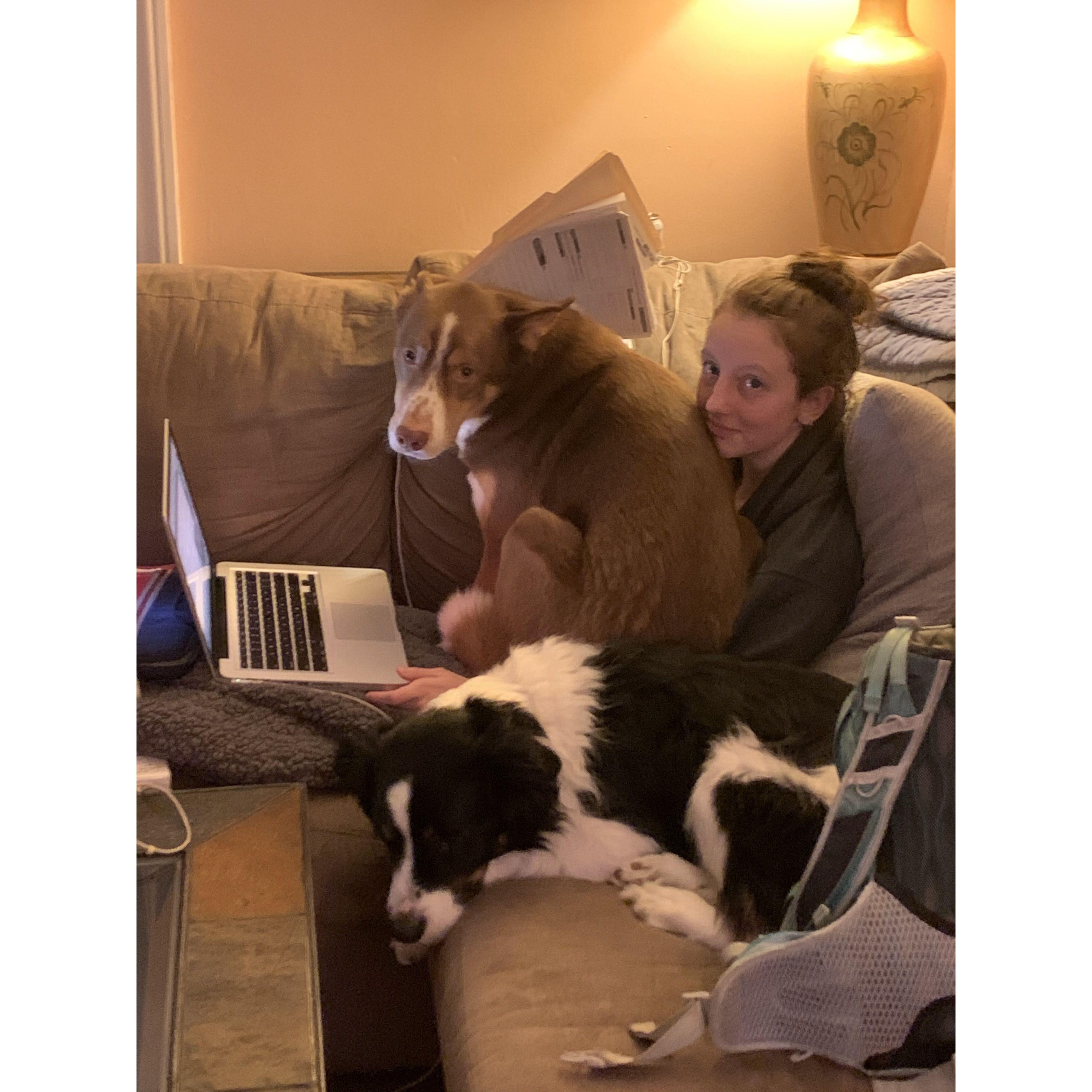Trying to work, but Cooper has other ideas