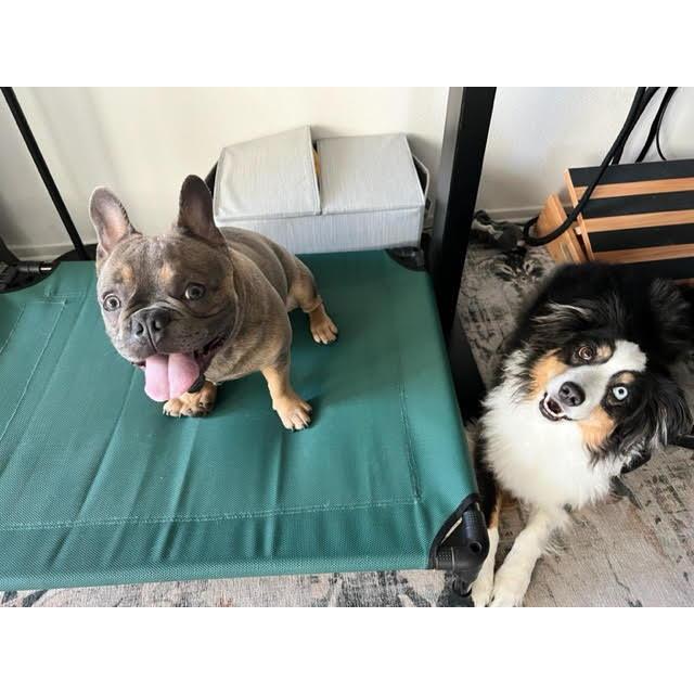 Deebo, Natalie's 8 year old Mini Aussie (but now Robert's daddy's boy) and Ujjayi "Jai" our 8  month old French bull dog are the absolute best of friends!