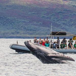 Whale Watching