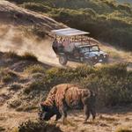 Bison Expedition in Open Air Hummer