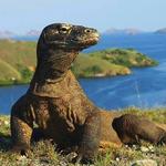 Komodo Island