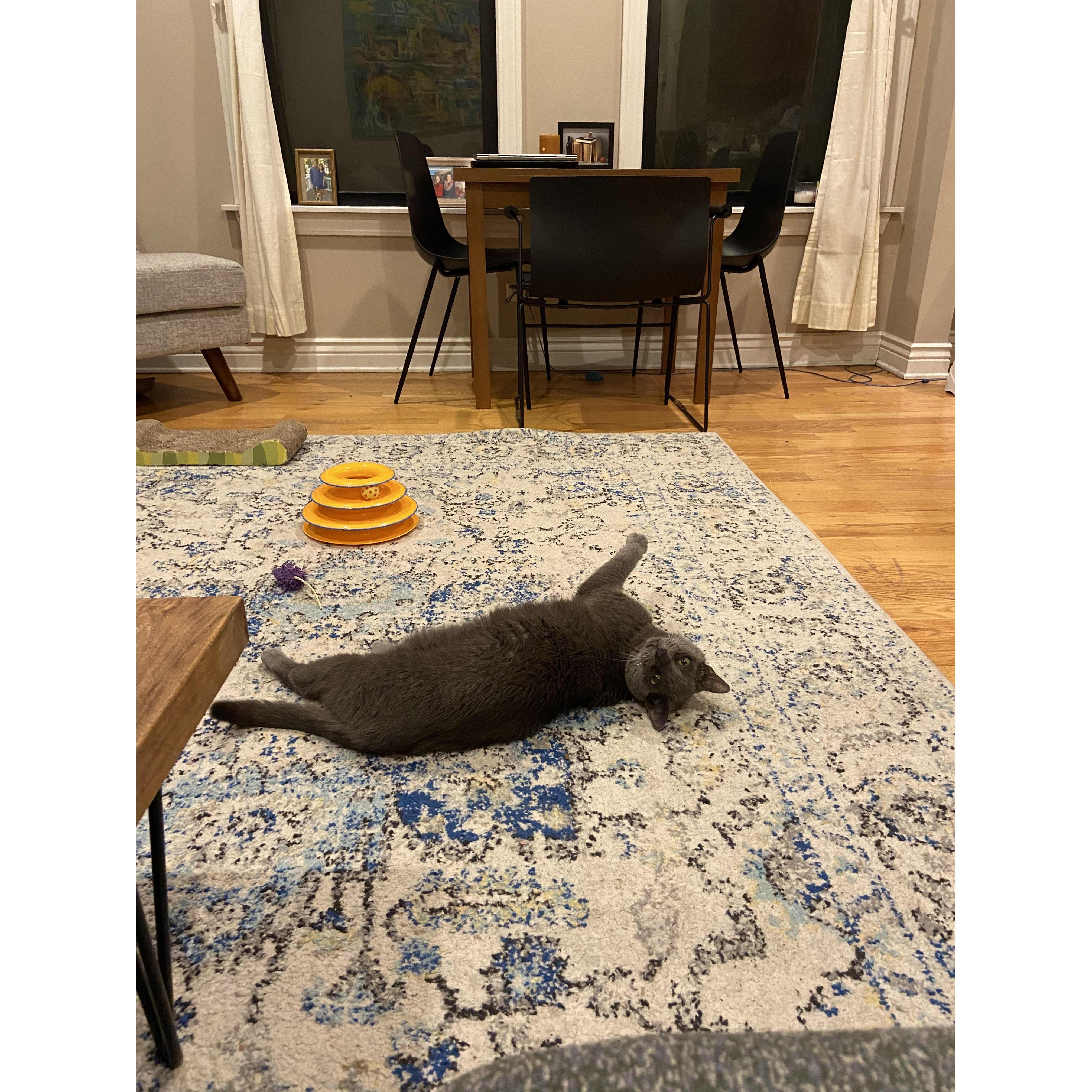 Emily & Zach's cat, Misha, in his natural habitat.