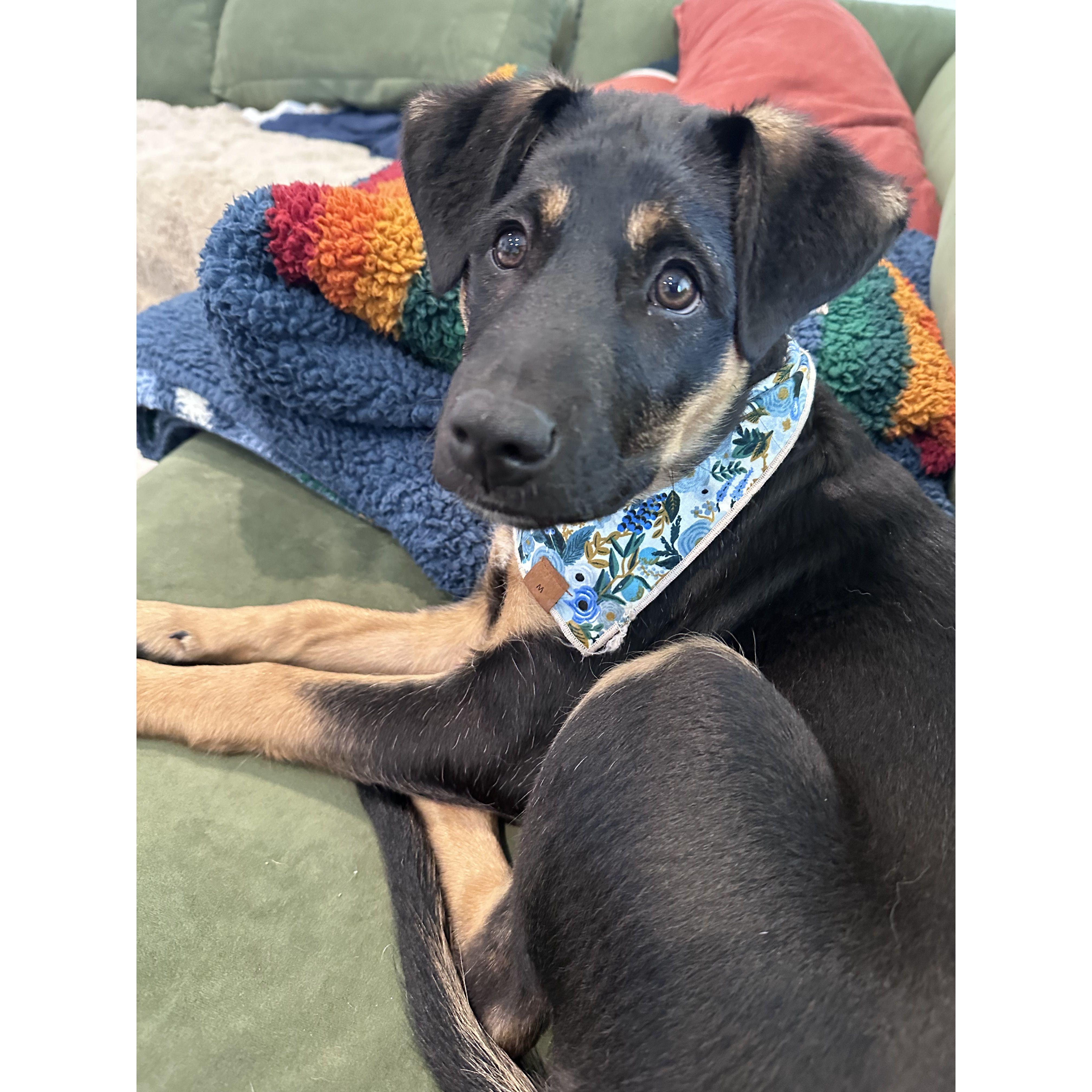April 2024. Foster Lucy Bootsy.