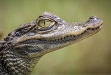 New Orleans Swamp Tours LLC