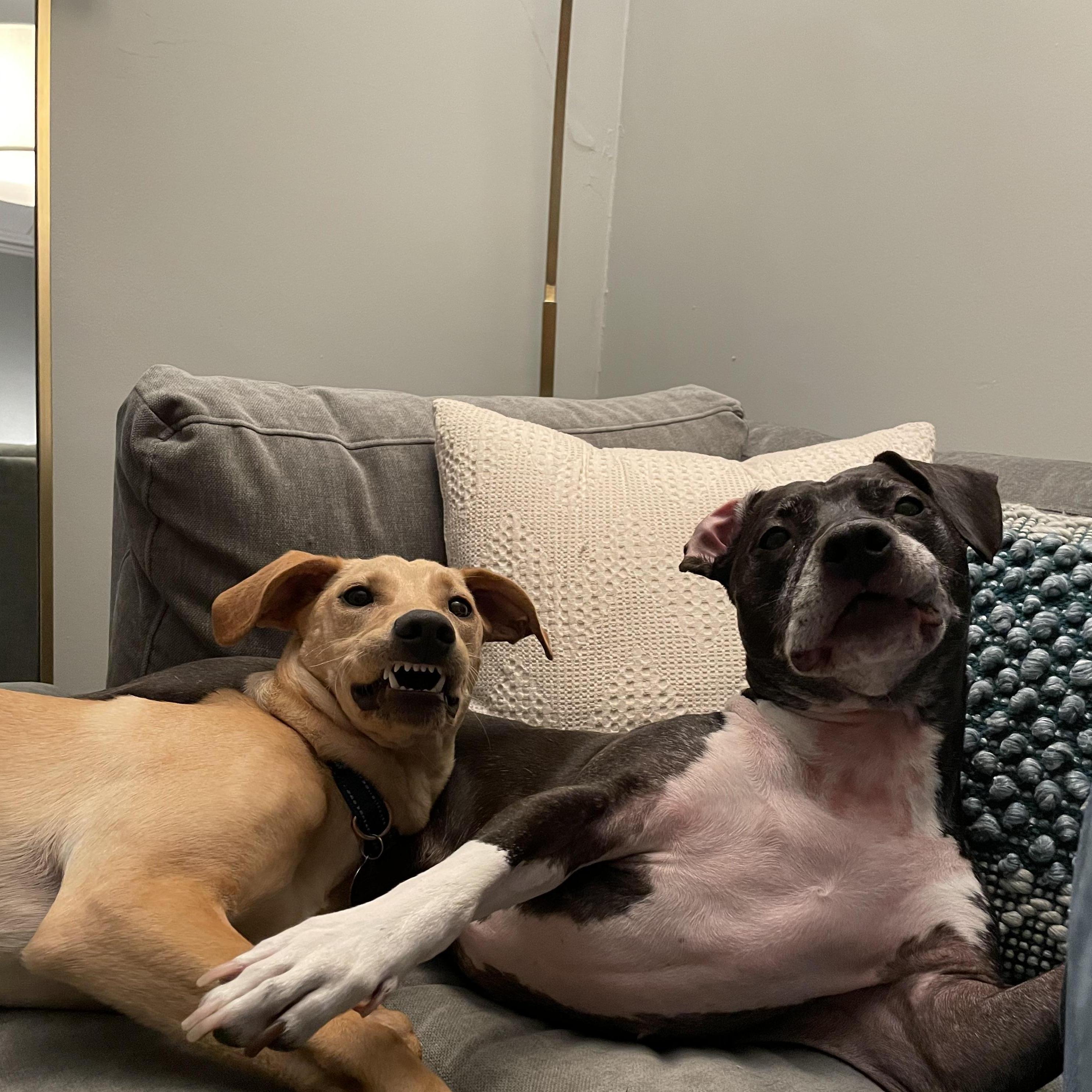 Lentil and Maeve
