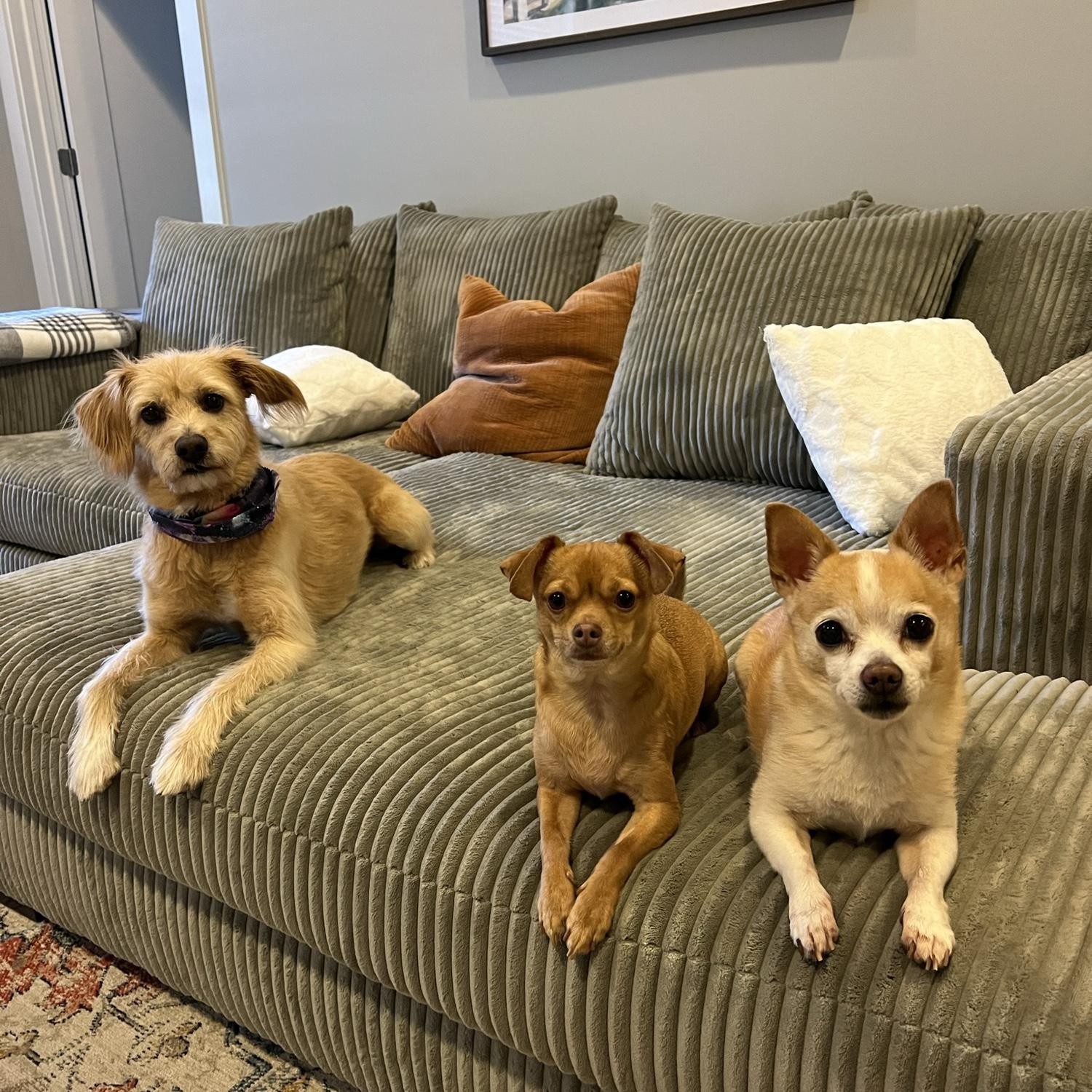 The dogs (Luna, Roo, Brody)!