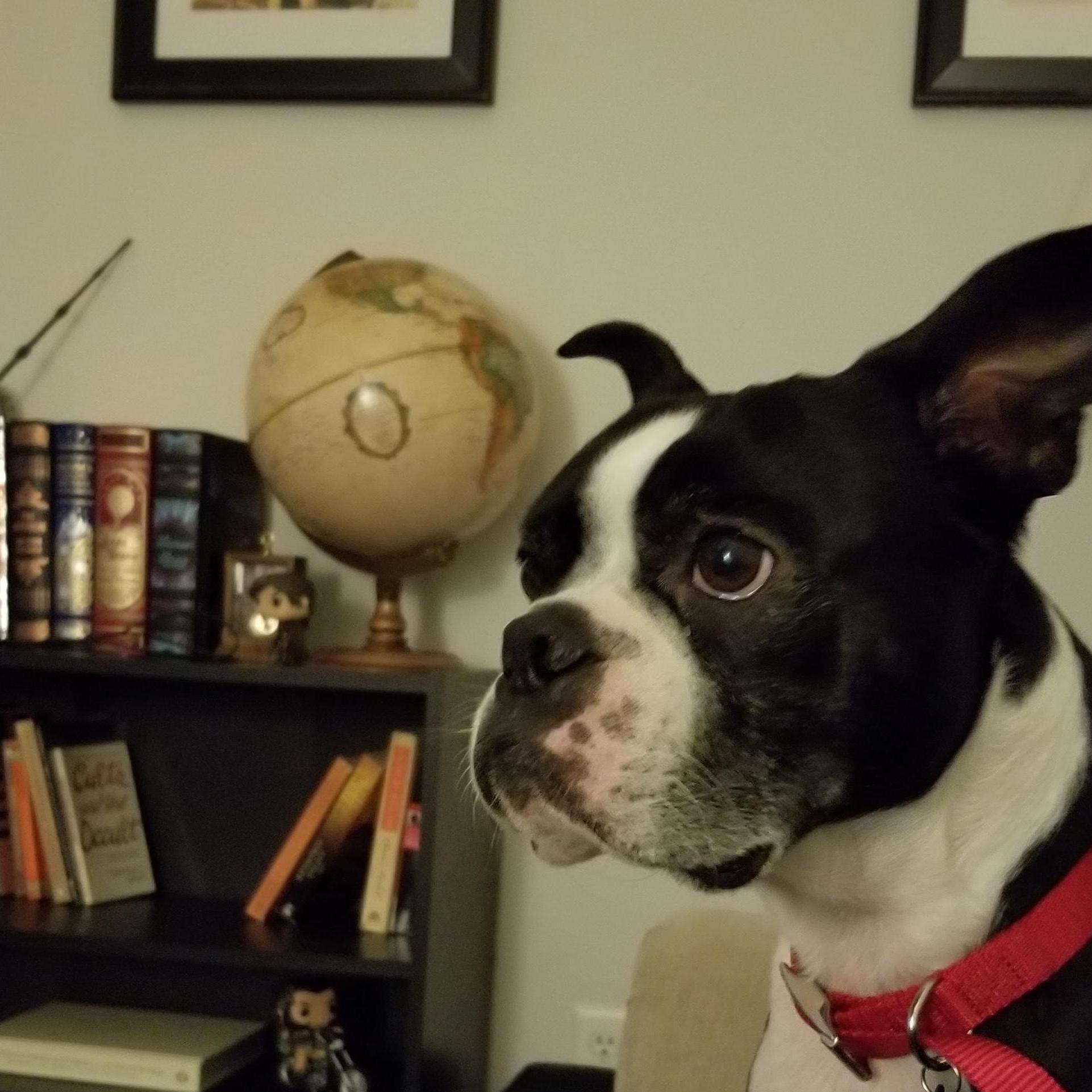 Our favorite boy, Obie.