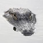 Airboat Adventures