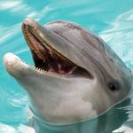 Swim with dolphins
