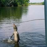 Swamp & River Tours