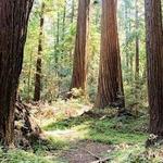 Henry Cowell Redwoods State Park