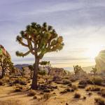 Joshua Tree National Park