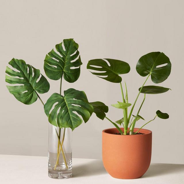 The Monstera Duo