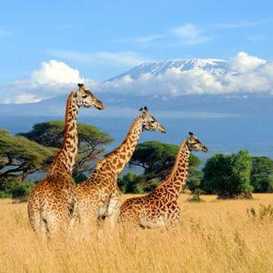 Honeymoon Stop 2: Kenya