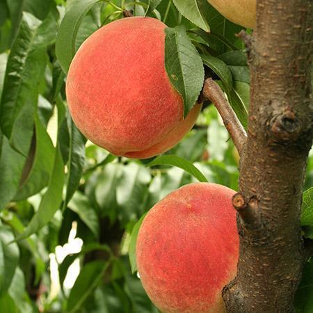 Contender Peach Tree