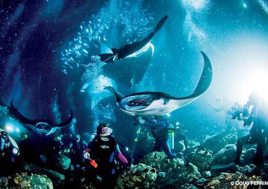 Manta Ray Night Dive