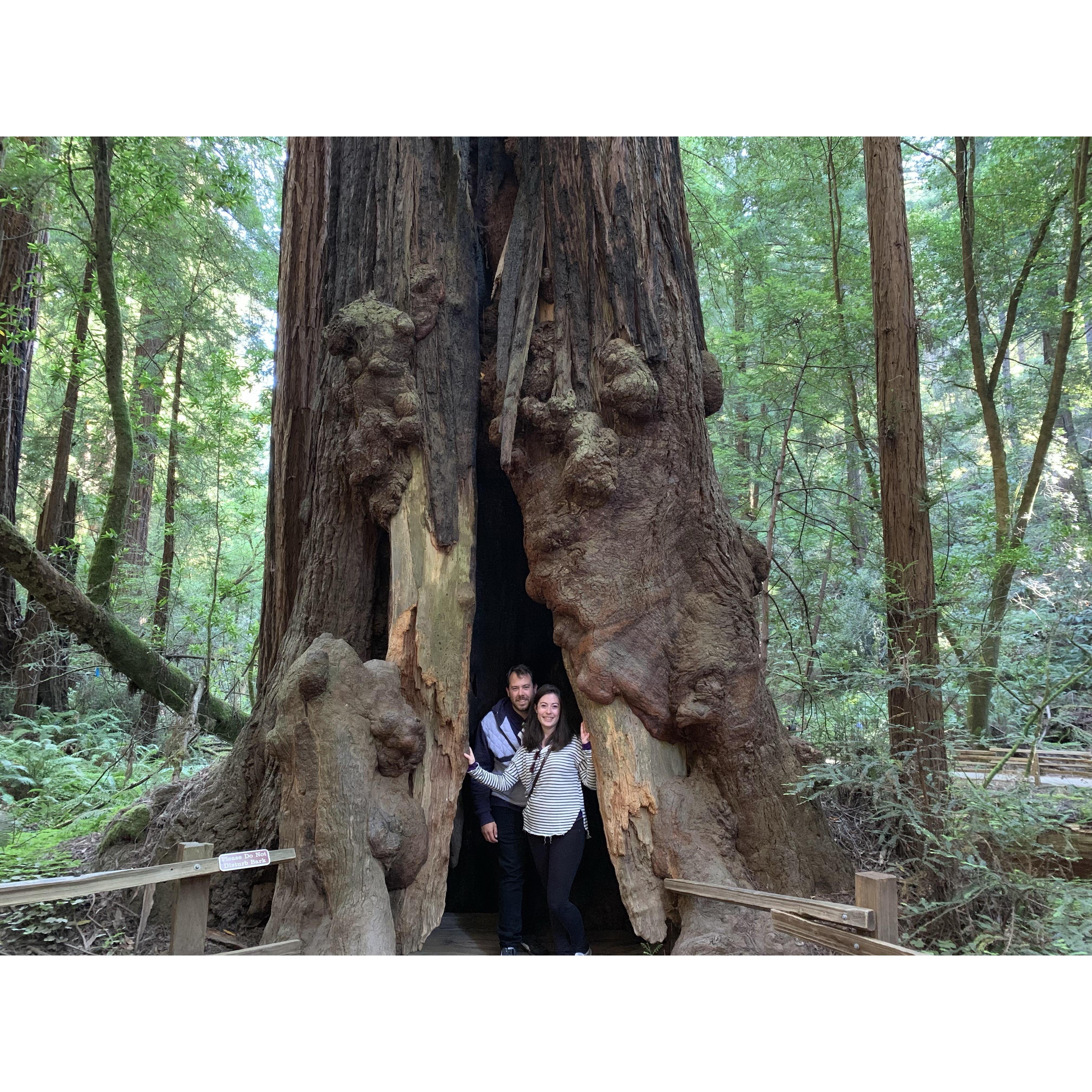 Our love will last as long as this 500 year old tree has been alive