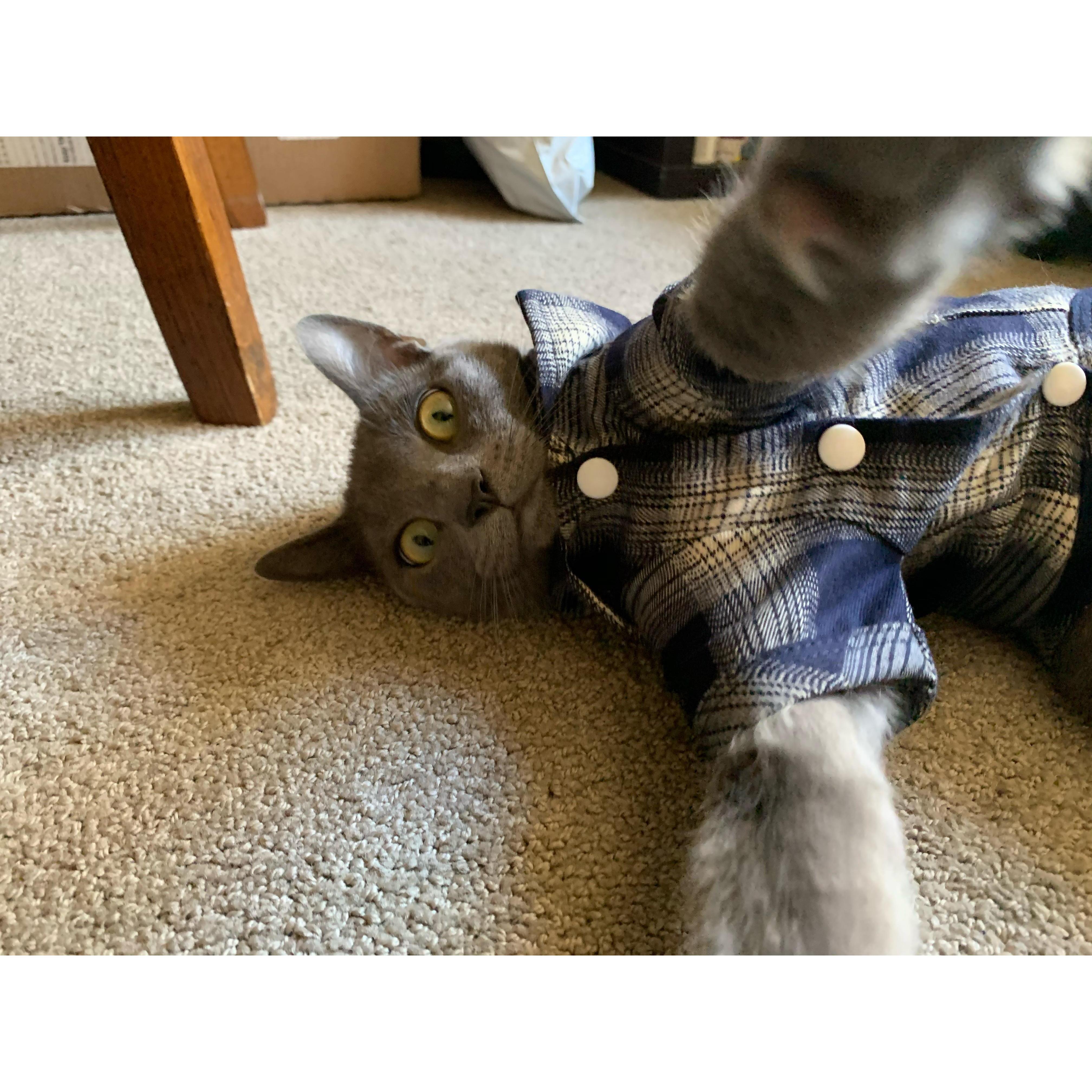 Elvie loves you!