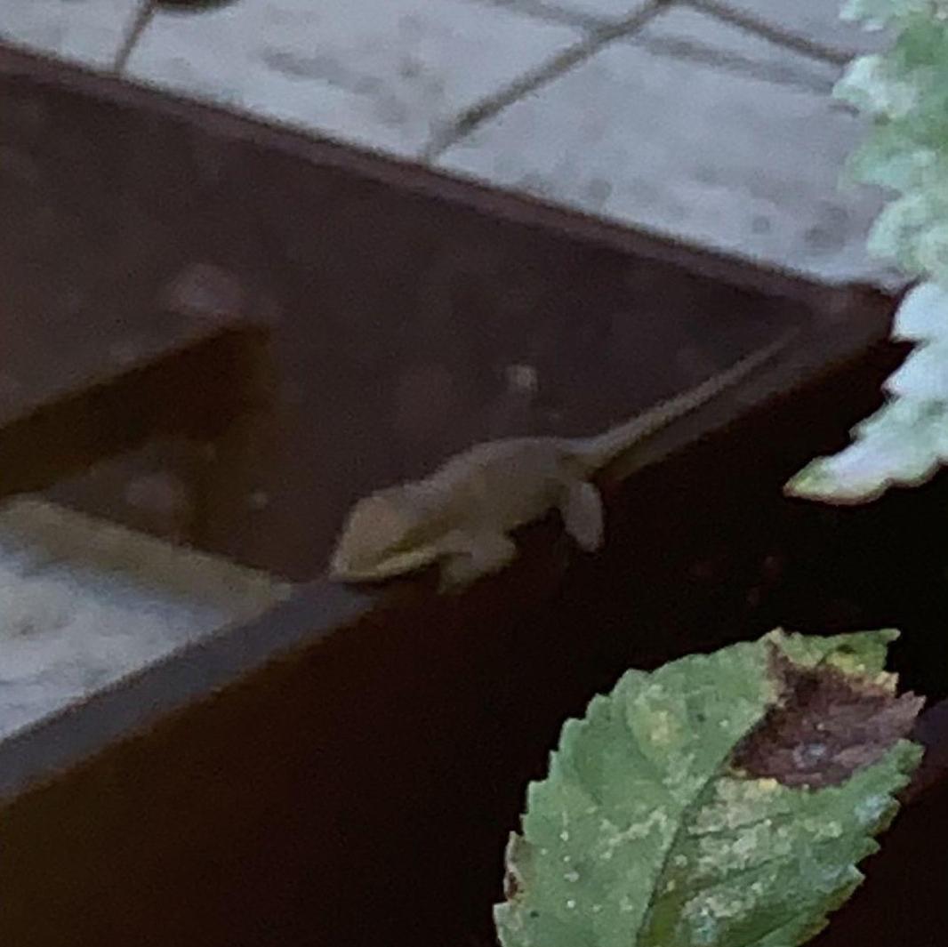 It all started with a little anole lizard that we identified together during our very first date at Duke Pond