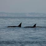 Whale Watching - Puget Sound Express