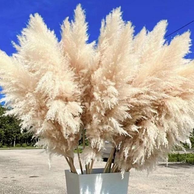 10pcs TALL PAMPAS GRASS 2-4ft | Grand Sale | Dry Florals For Home Decor | Boho Decor | Wedding Arch | Floral Arranging | Pampas Bouquet