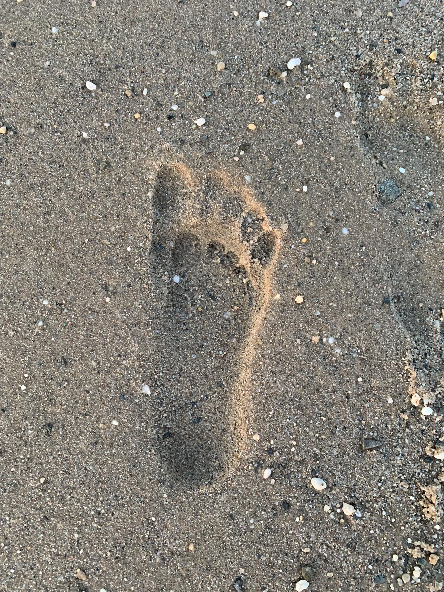 Beach date and footprints 👣