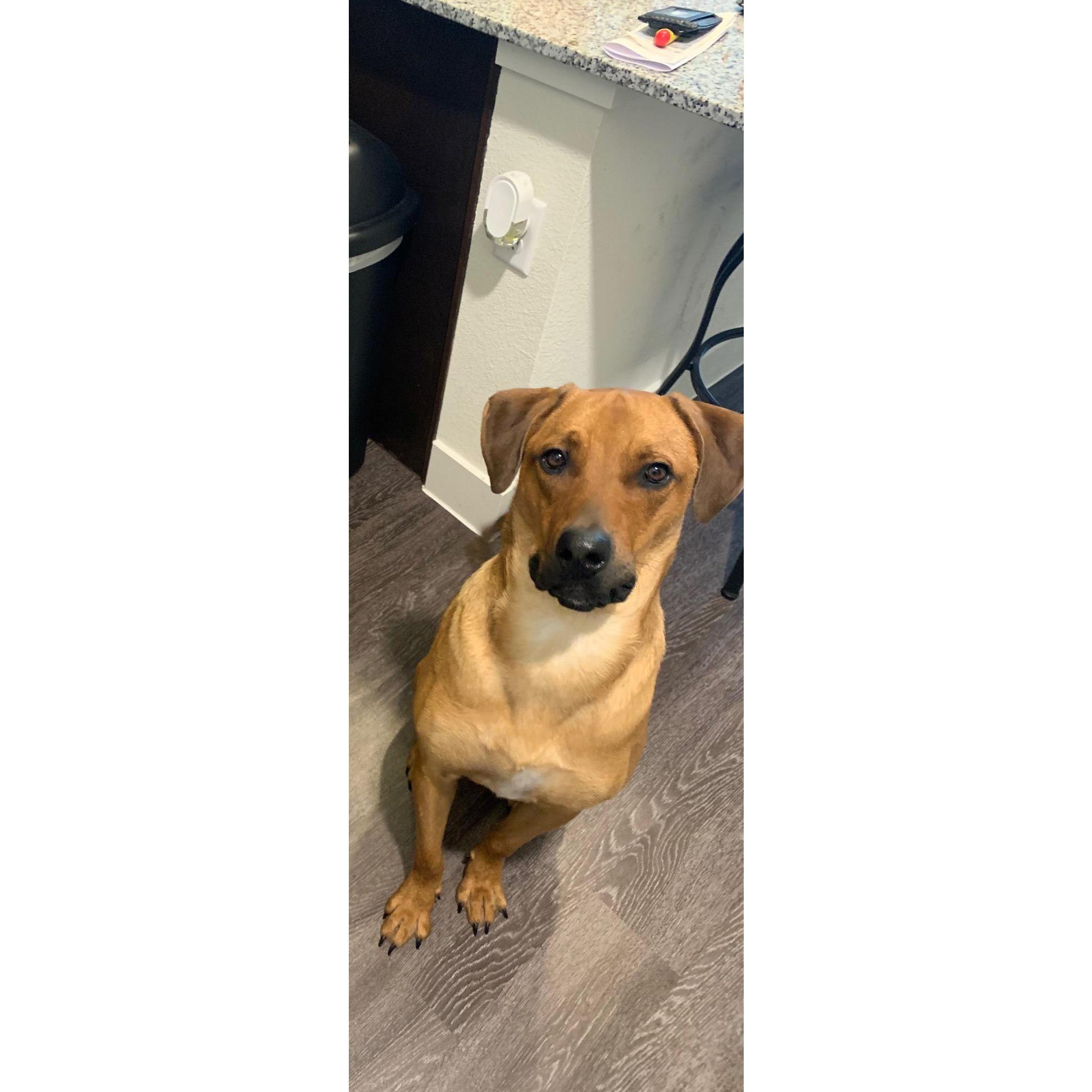 "Our true gentleman, our second fur baby Gus"