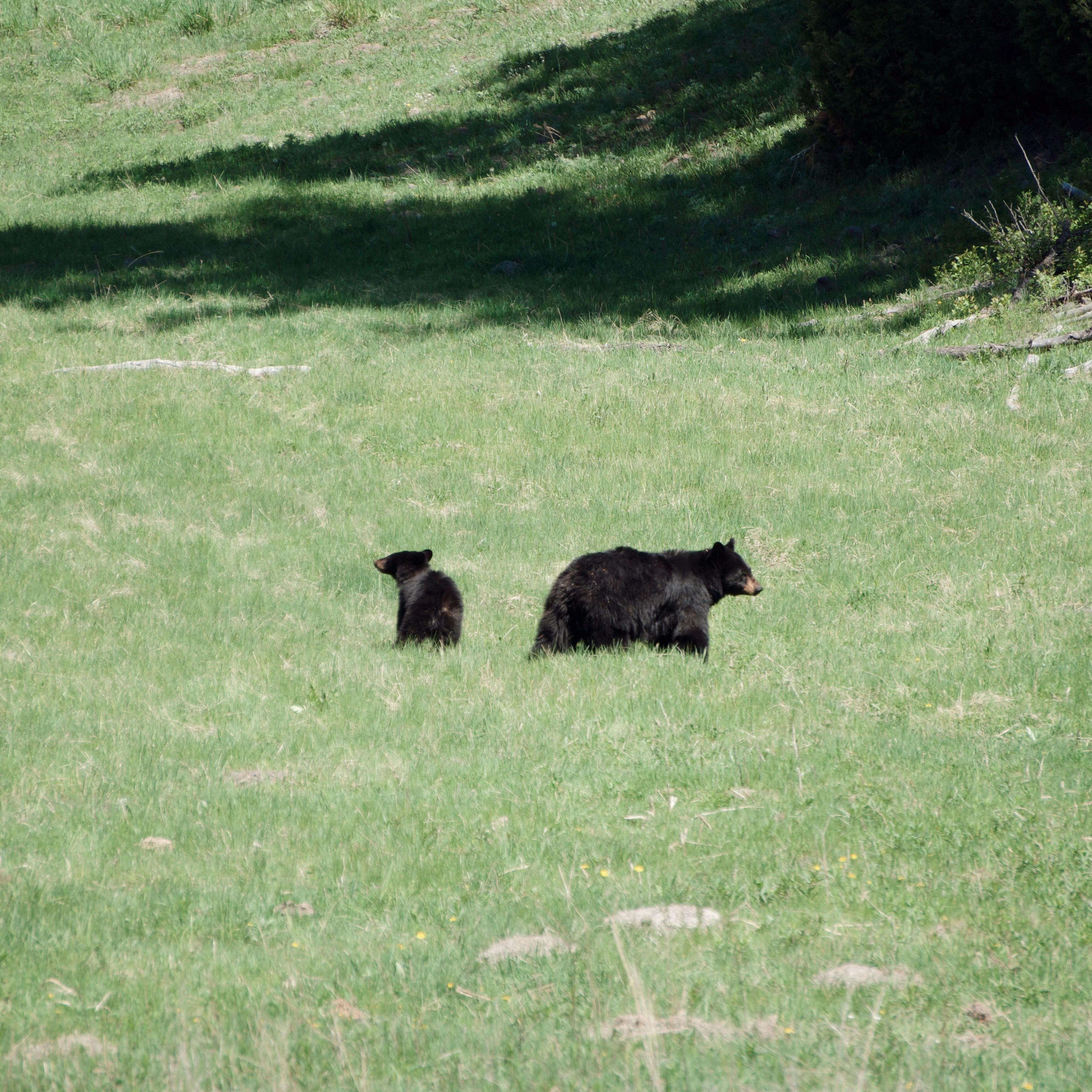 Mama bear and her cub looking for food after a long winter!