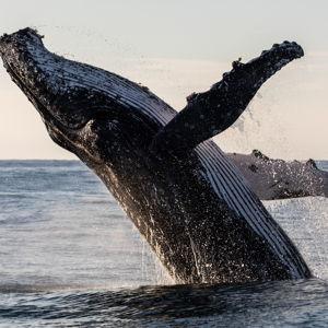 Whale Watching