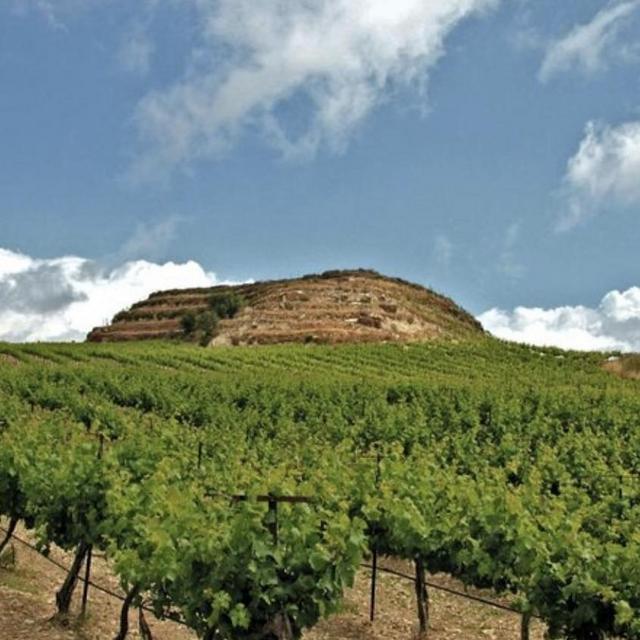 Crete Olive Oil & Wine Day Tour