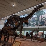 Yale Peabody Museum