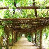 Coker Arboretum