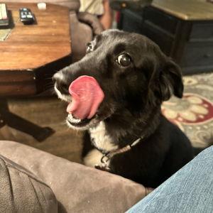 Treats for Lily