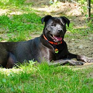 Jordy's yard maintenance