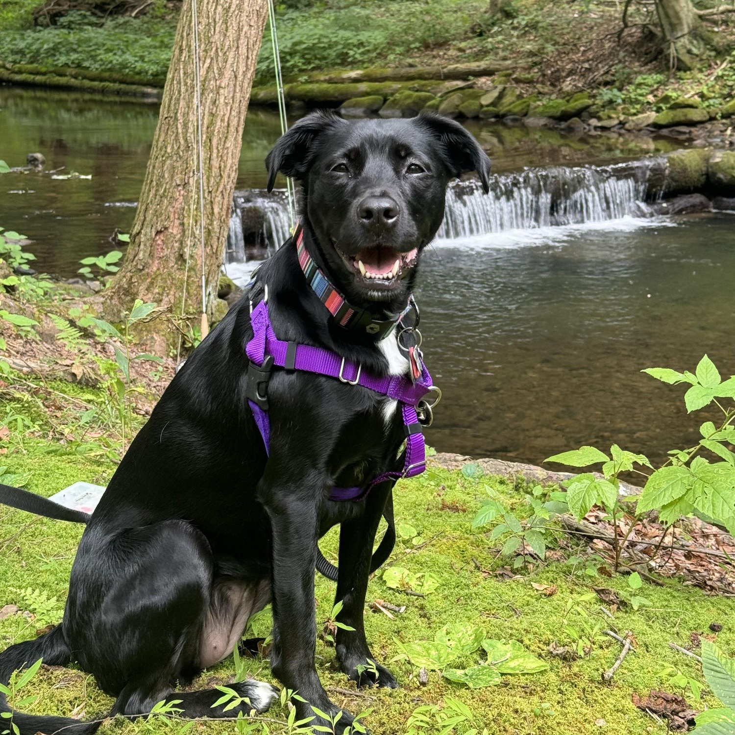 Our dog Acadia