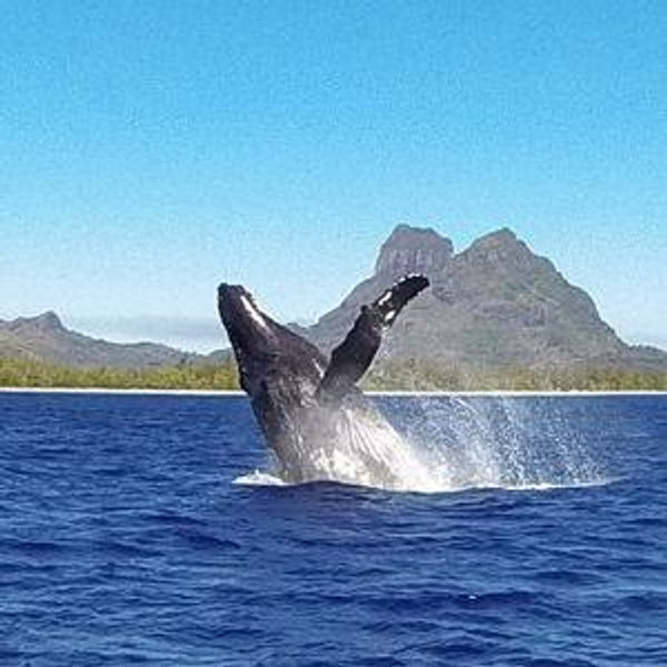 Whale Watching