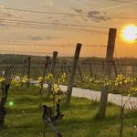 Westport Rivers Vineyard
