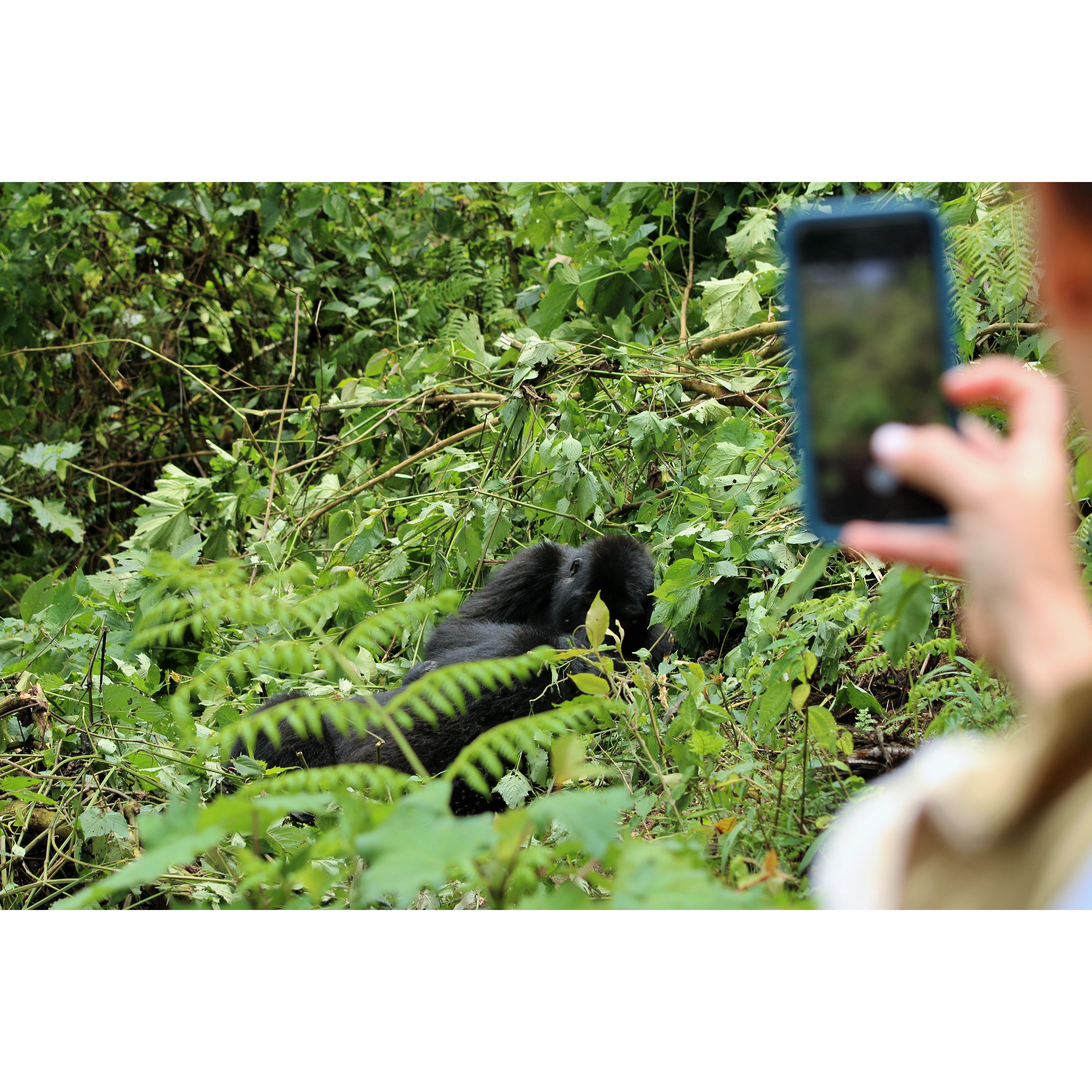 Gorilla trekking in Bwindi National Park, Uganda
