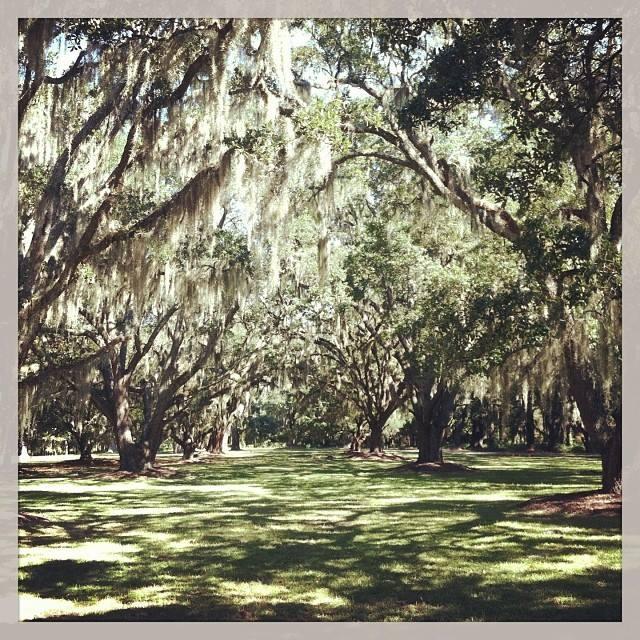 October 25, 2013. Shep and I spent a week down in Pawleys, and fell in love with the place. We fibbed and said we were engaged so we could tour Litchfield Plantation. Took this pic on our tour :)